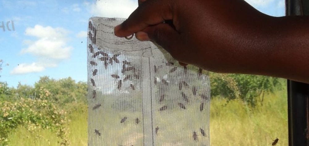 Tsetse-flies-collected-in-Ruaha-Park-crees-montpellier